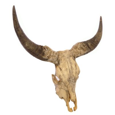 Decorative Buffalo Skull